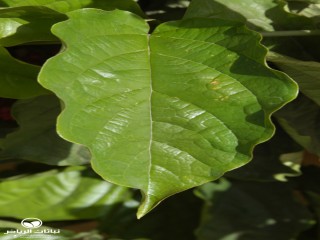 image name