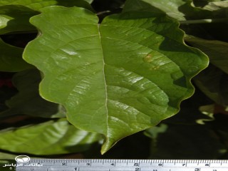 image name