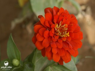 image name