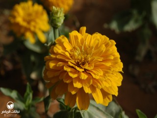 image name