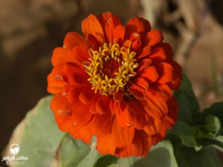 image name