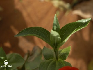 image name