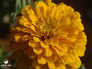 image name